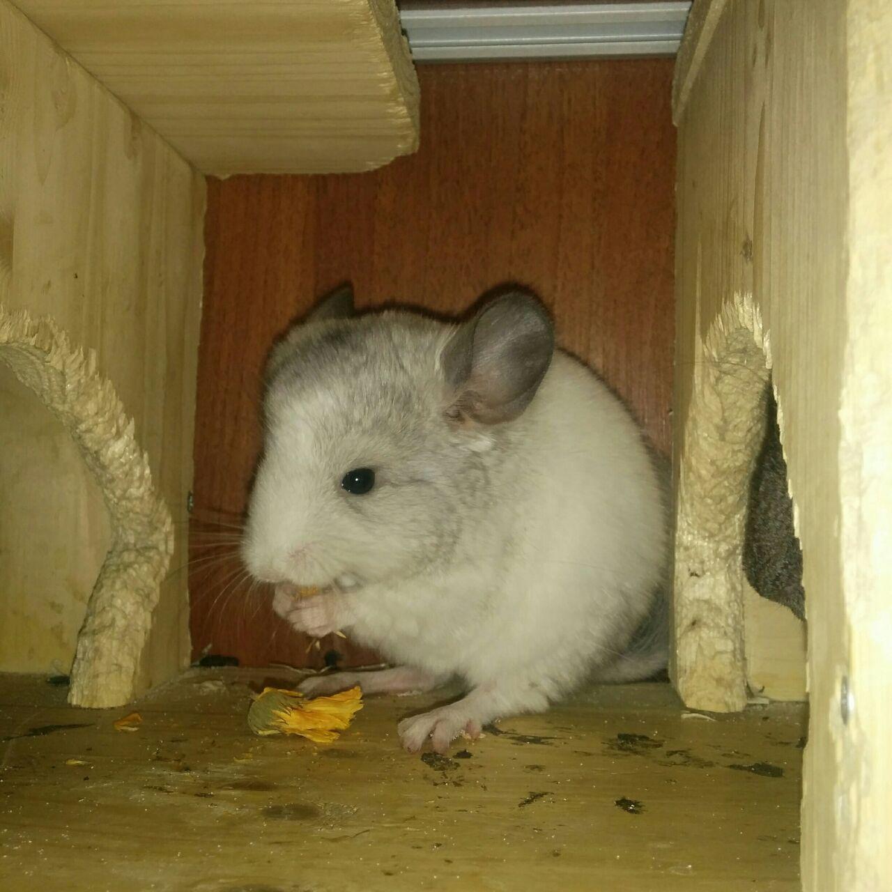 shaggy - My, Chinchilla, Animals, Milota, Longpost