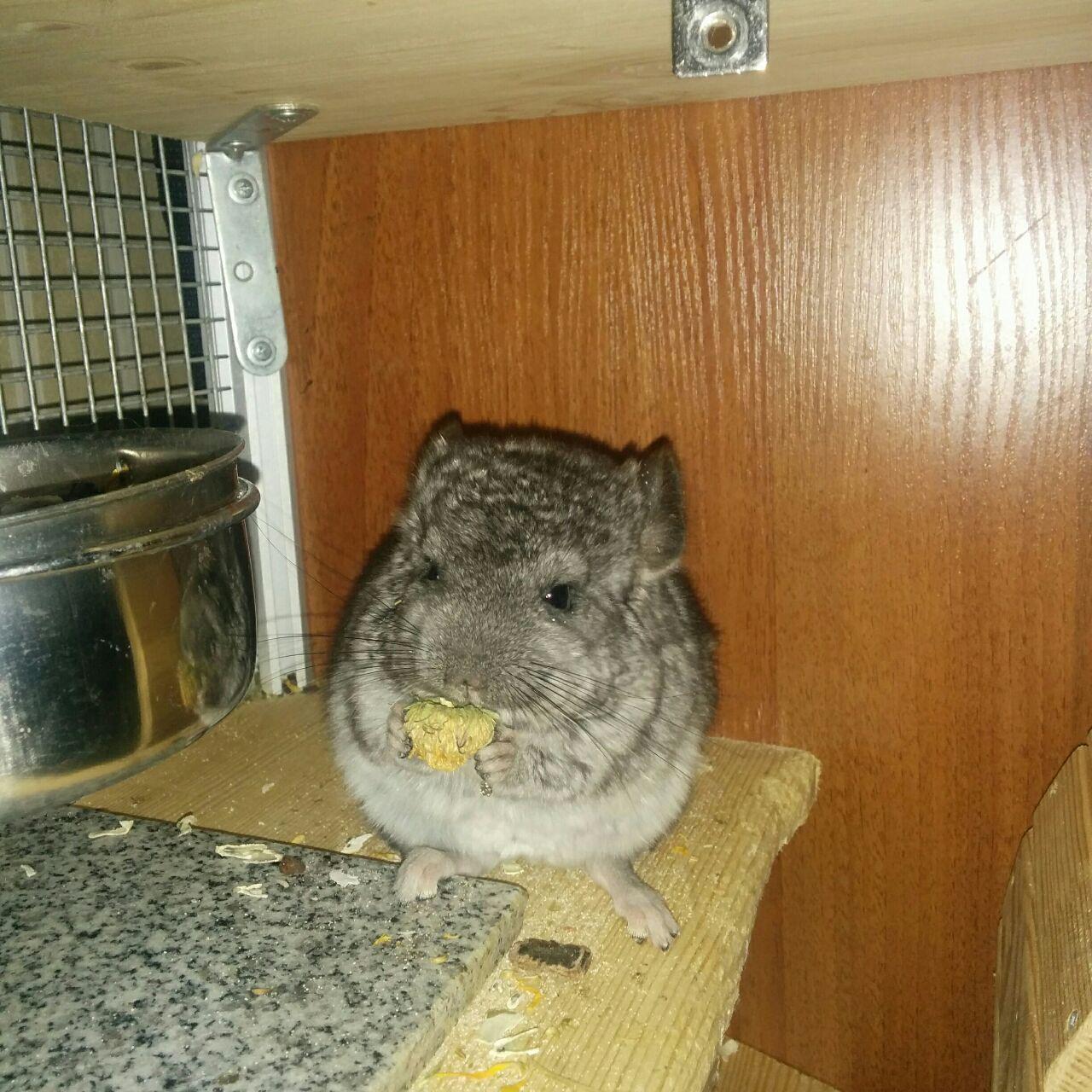 shaggy - My, Chinchilla, Animals, Milota, Longpost