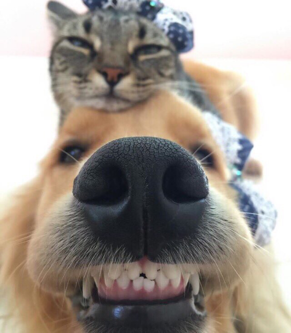 Kotya seems to be skeptical about selfies - cat, Dog, Selfie, Nose, Smile
