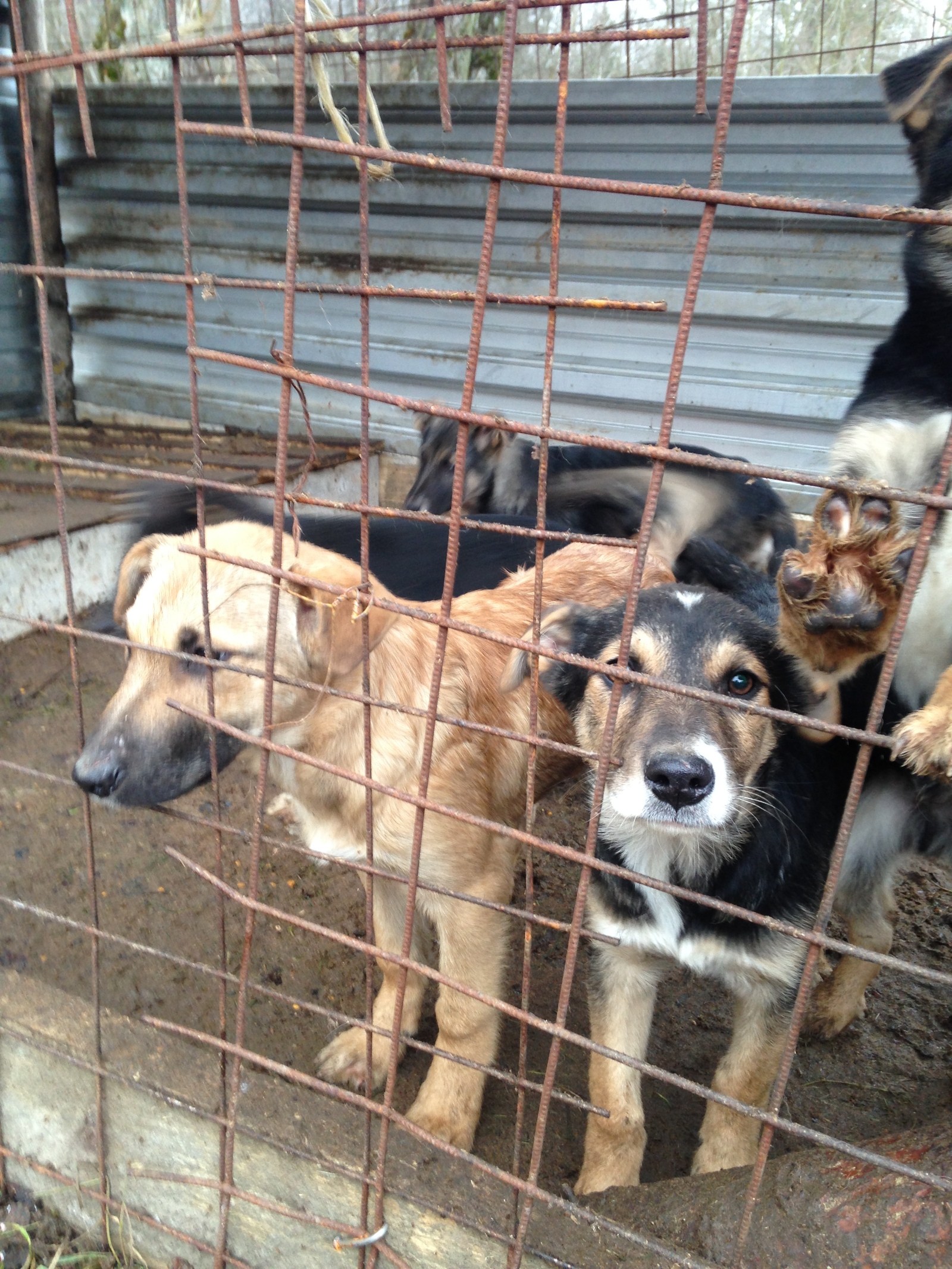 We give puppies to good hands (St. Petersburg, Leningrad region) - My, Saint Petersburg, Leningrad region, I will give, Animals, Dog, , Longpost, In good hands