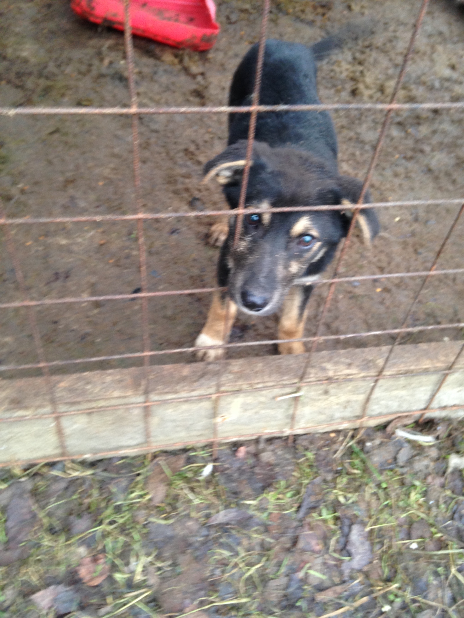 We give puppies to good hands (St. Petersburg, Leningrad region) - My, Saint Petersburg, Leningrad region, I will give, Animals, Dog, , Longpost, In good hands