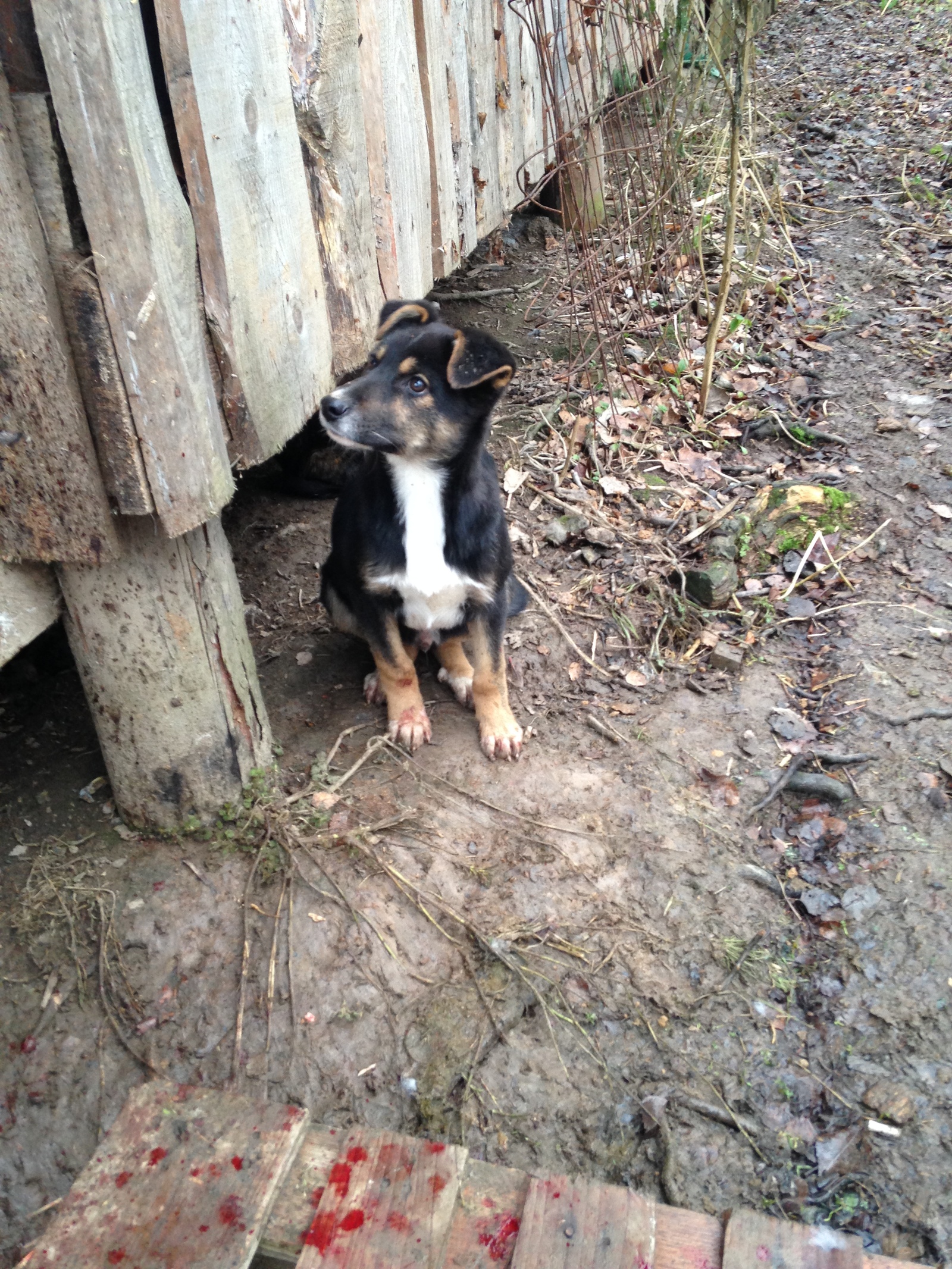 We give puppies to good hands (St. Petersburg, Leningrad region) - My, Saint Petersburg, Leningrad region, I will give, Animals, Dog, , Longpost, In good hands