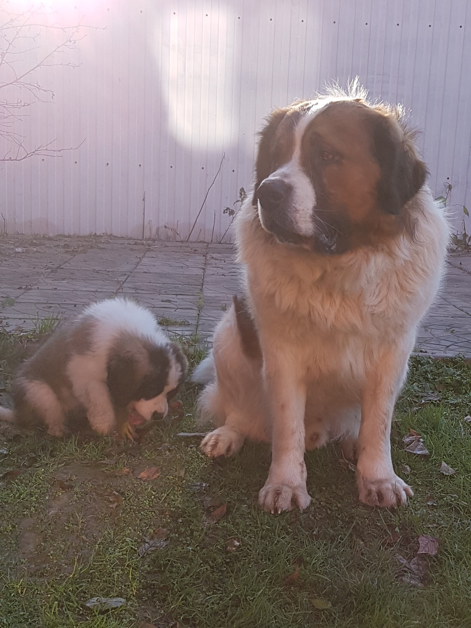 Our regiment arrived) - My, Moskovskaya storozhevaya, Puppies, Longpost, Dog