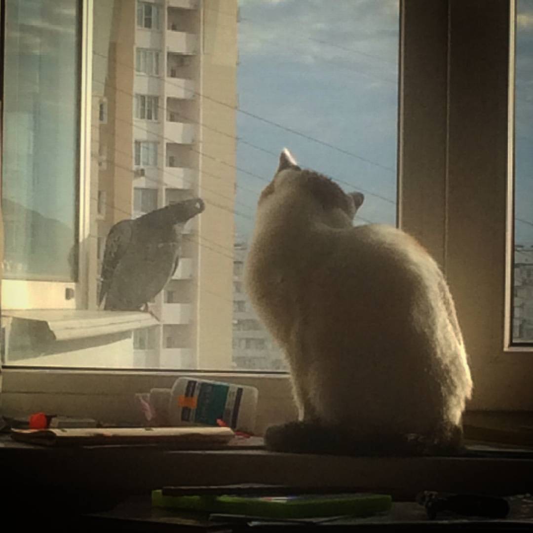 Learning from each other... - cat, Pigeon, Breakfast, The photo