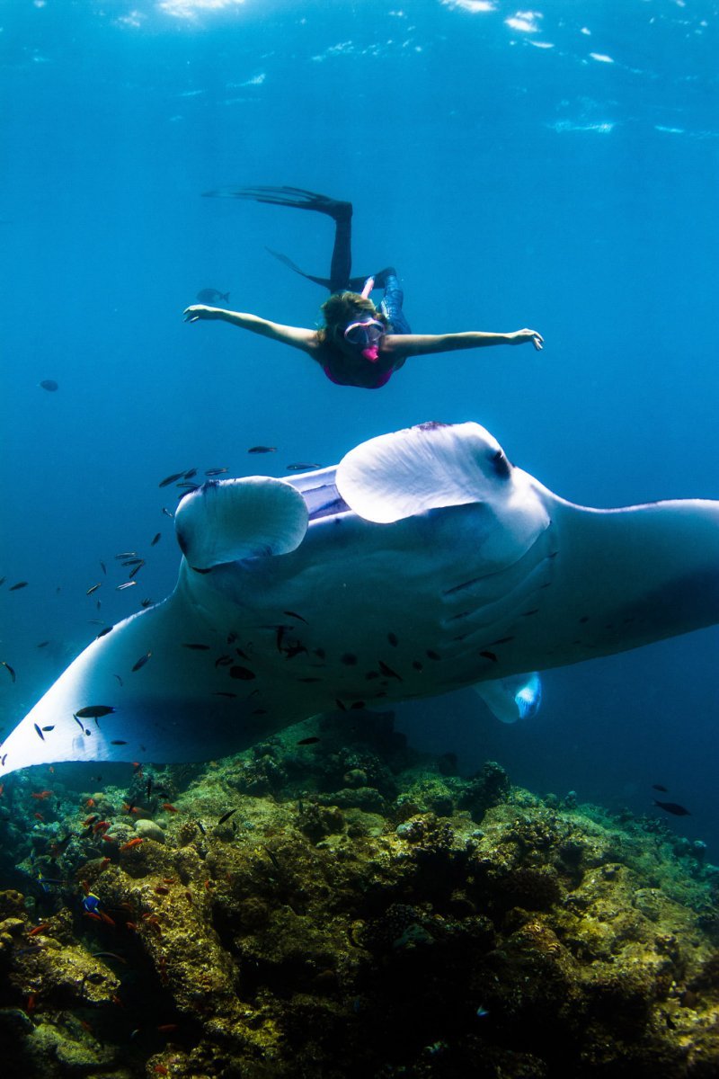 Giant sea devil - Sea Devil, Marine life, Stingray, Longpost, The photo