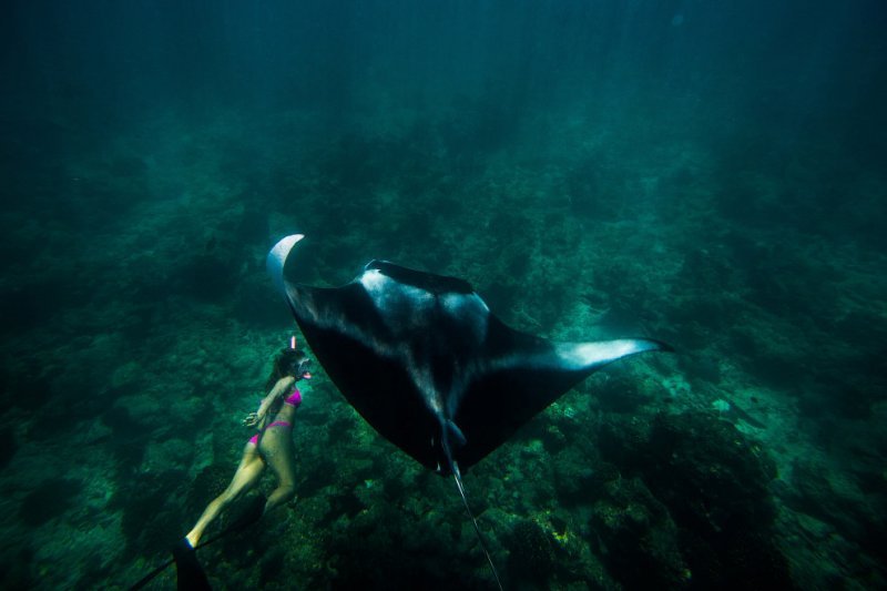 Giant sea devil - Sea Devil, Marine life, Stingray, Longpost, The photo