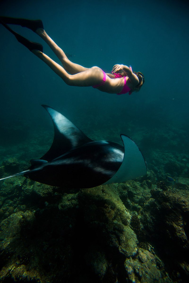 Giant sea devil - Sea Devil, Marine life, Stingray, Longpost, The photo