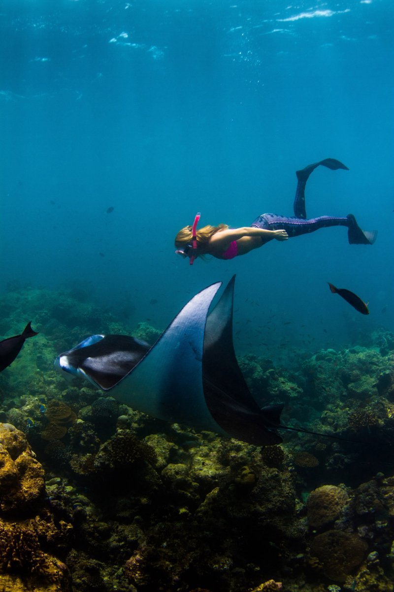 Giant sea devil - Sea Devil, Marine life, Stingray, Longpost, The photo