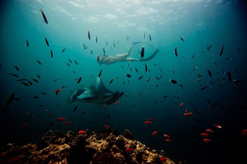 Giant sea devil - Sea Devil, Marine life, Stingray, Longpost, The photo