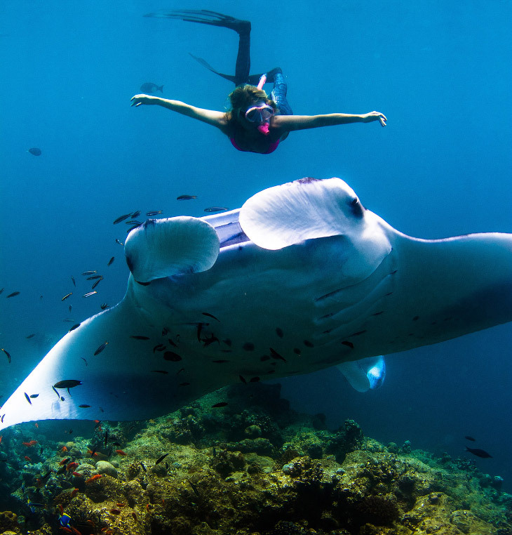 Giant sea devil - Sea Devil, Marine life, Stingray, Longpost, The photo