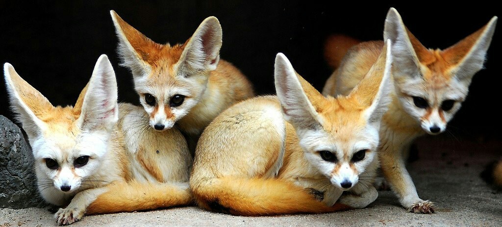 Information about Fenech - Animals, Fenech, Fox, Information, Useless information