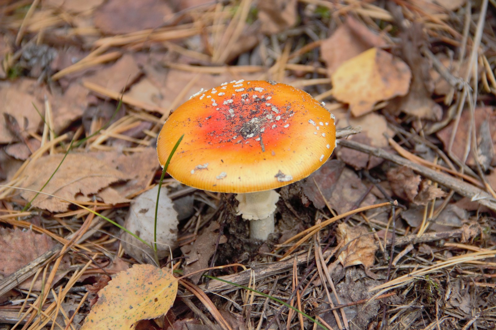 Last mushrooms for this year. - My, beauty of nature, Mushrooms, Forest, Gifts of nature, Autumn