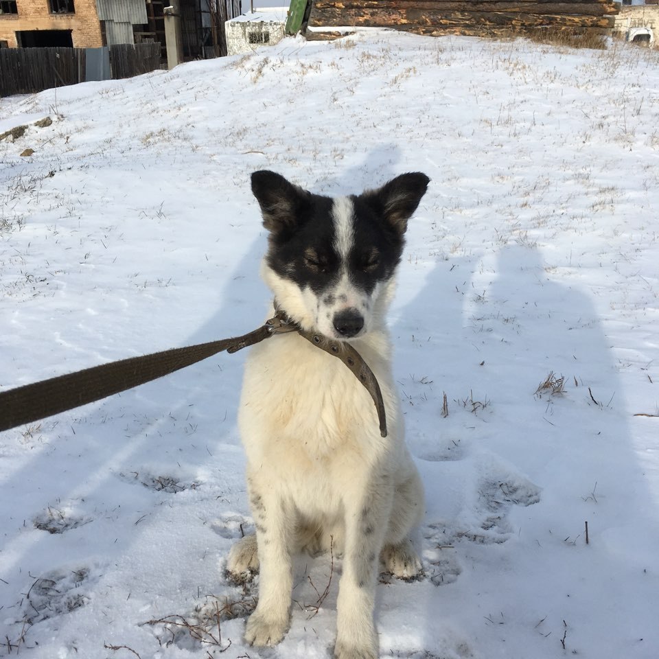 Dog looking for a home Irkutsk - My, Puppies, Dog, Irkutsk, , In good hands, Help, Longpost, Helping animals