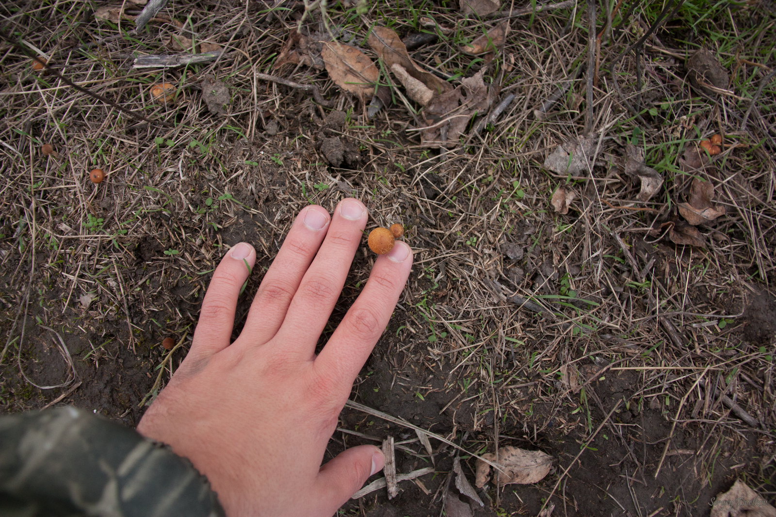 This mushroom looks like fresh bread - My, My, The photo, Nature, Mushrooms