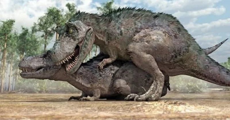 So this is how tyrannosaurs scratch each other's backs - , Tyrannosaurus, The Dragon