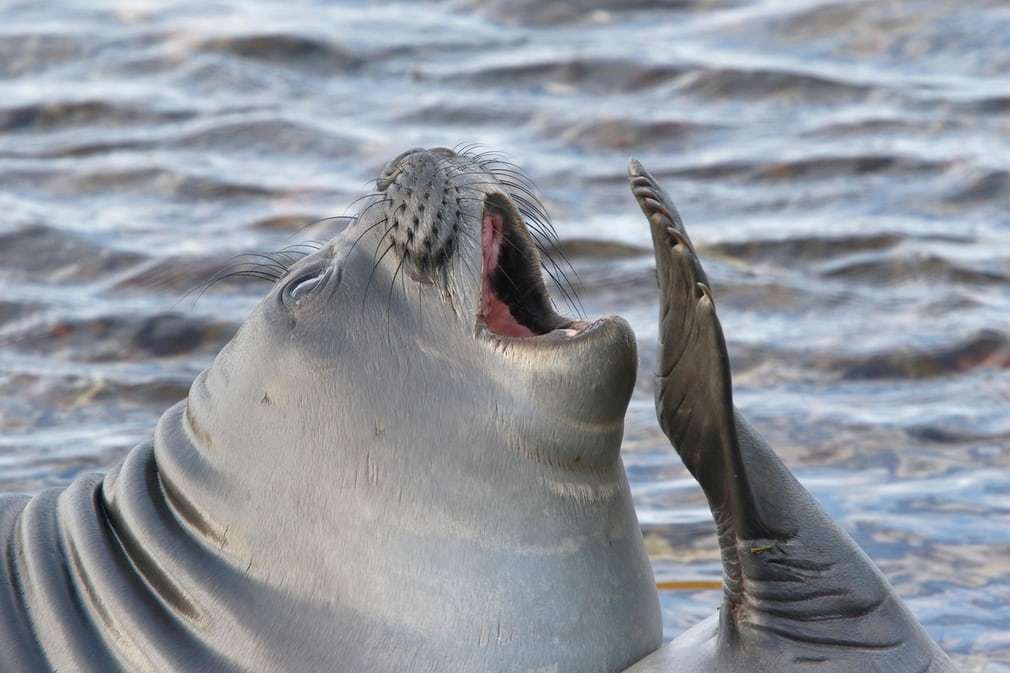 you every morning - Animals, Morning, Marine life, Nature