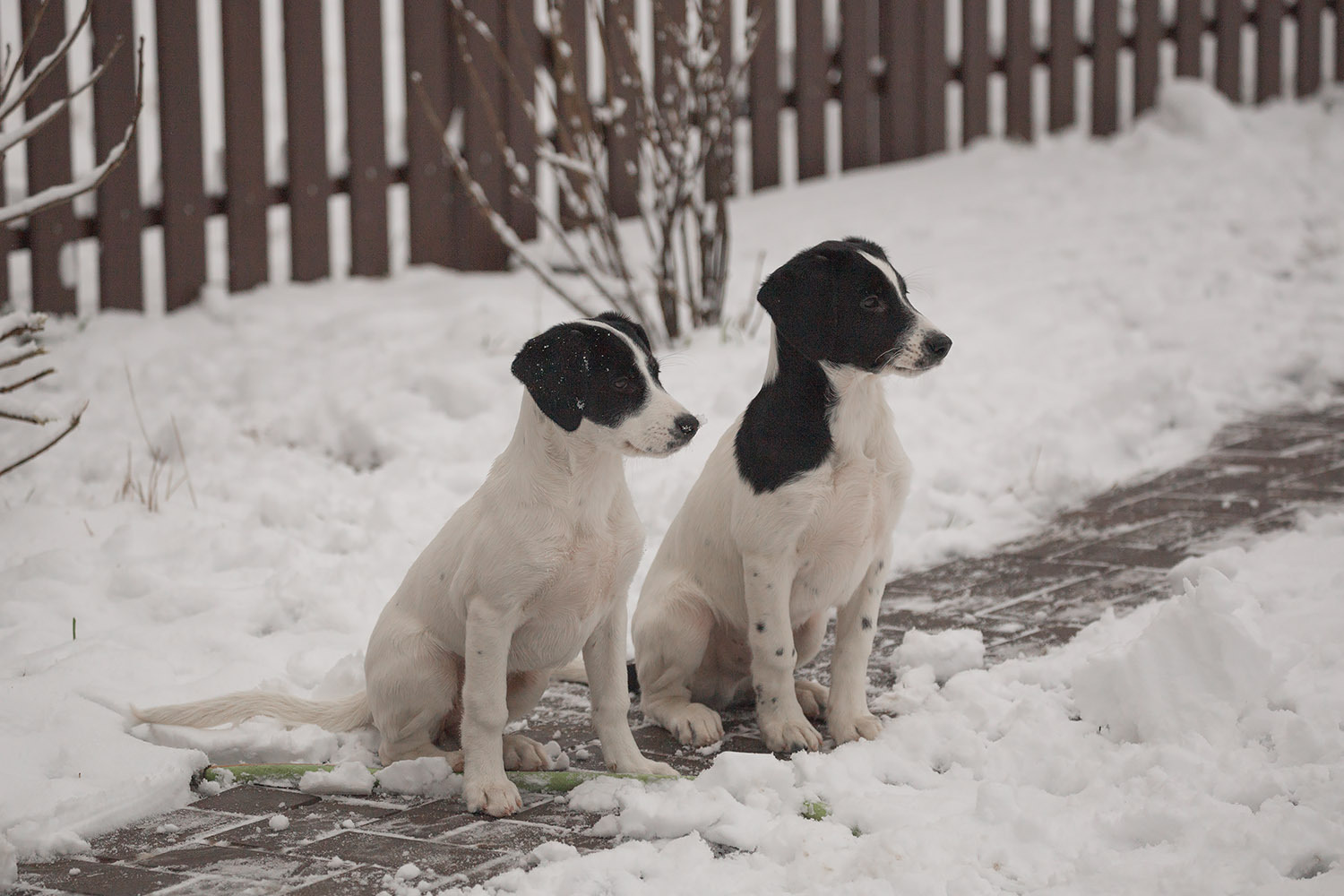 Hurry, there are only three of us left! - My, Dog, Moscow, In good hands, Freebie, Puppies, , Good deeds, Longpost