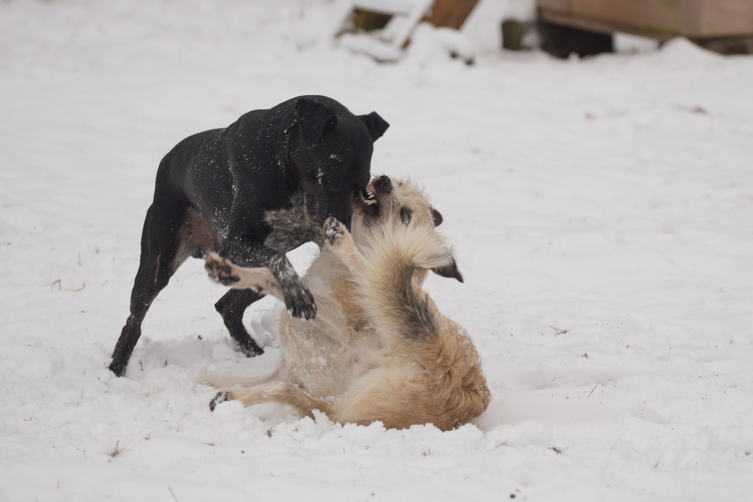 Hurry, there are only three of us left! - My, Dog, Moscow, In good hands, Freebie, Puppies, , Good deeds, Longpost