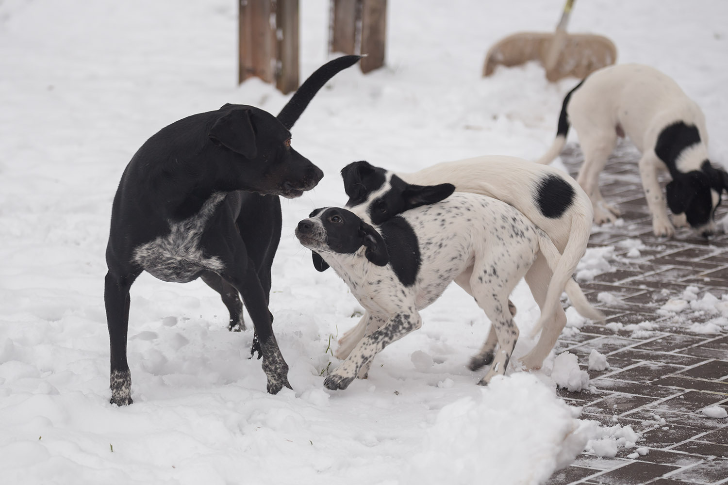 Hurry, there are only three of us left! - My, Dog, Moscow, In good hands, Freebie, Puppies, , Good deeds, Longpost