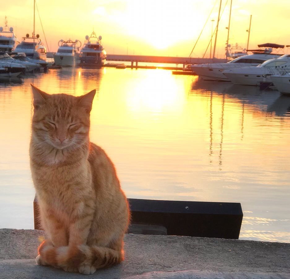 The water area of ??the Seaport of Sochi is closed with fences - My, Sochi, Port, Ministry of Transport, Fence, Story, Fishermen, cat, Longpost