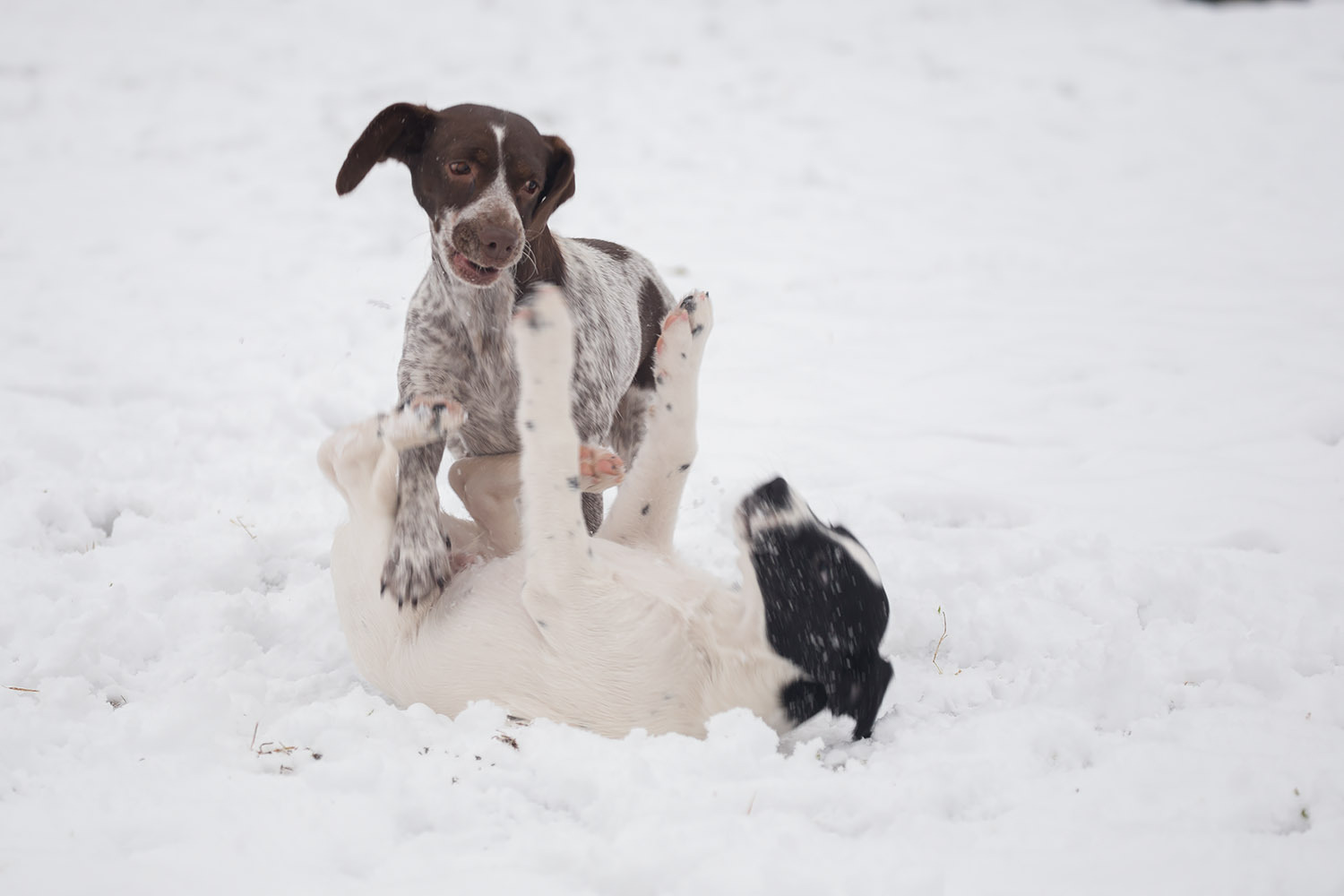 Hurry, there are only three of us left! - My, Dog, Moscow, In good hands, Freebie, Puppies, , Good deeds, Longpost