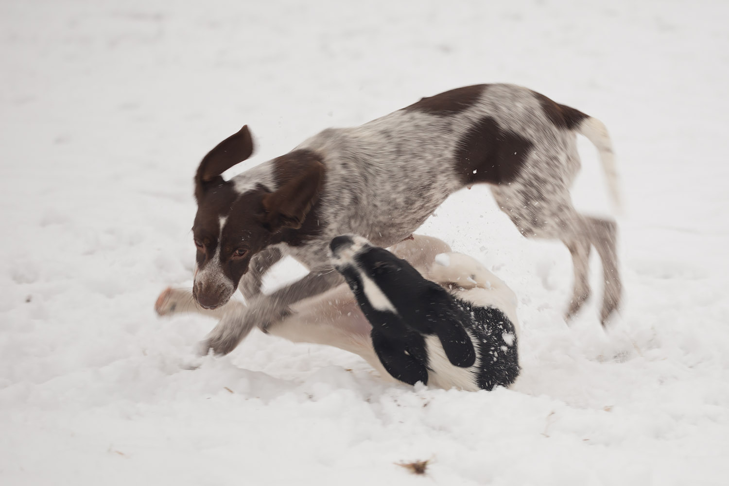 Hurry, there are only three of us left! - My, Dog, Moscow, In good hands, Freebie, Puppies, , Good deeds, Longpost