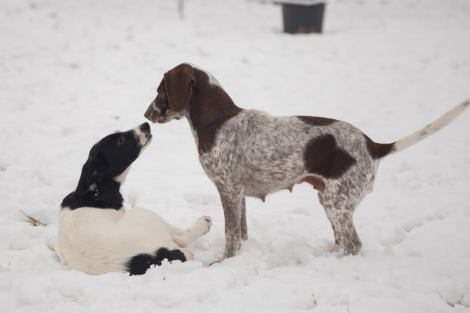 Hurry, there are only three of us left! - My, Dog, Moscow, In good hands, Freebie, Puppies, , Good deeds, Longpost