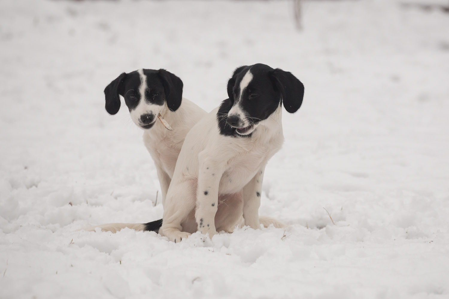 Hurry, there are only three of us left! - My, Dog, Moscow, In good hands, Freebie, Puppies, , Good deeds, Longpost