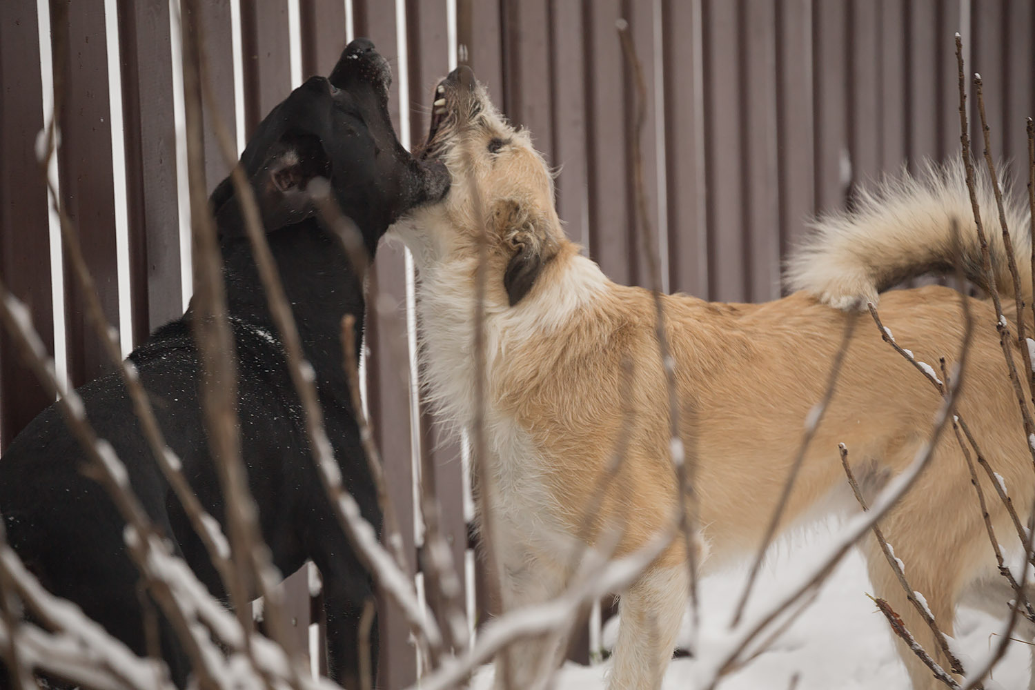 Hurry, there are only three of us left! - My, Dog, Moscow, In good hands, Freebie, Puppies, , Good deeds, Longpost