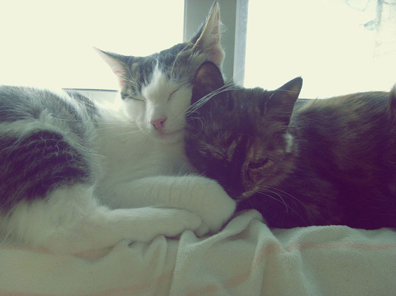 Catness. - My, cat, Love, , Longpost