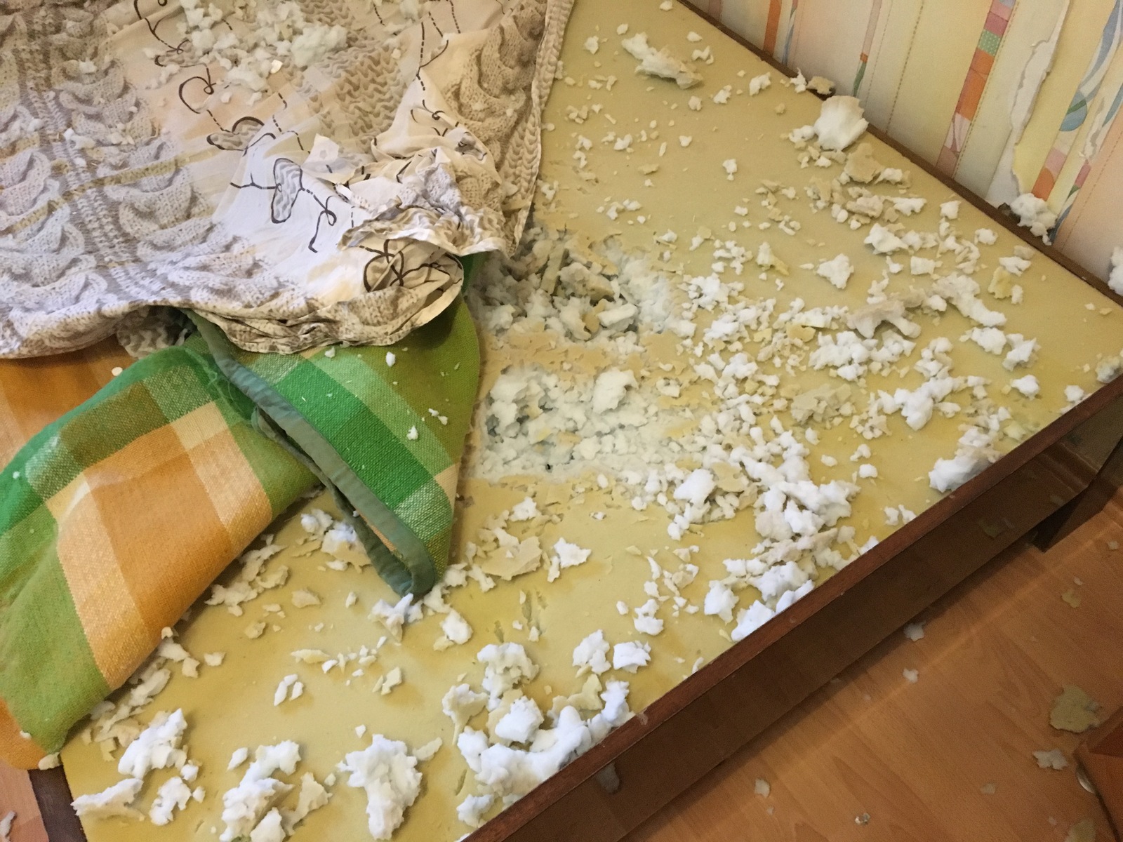 Husky destruction - My, Husky, Dog, Destruction, Humor, Longpost