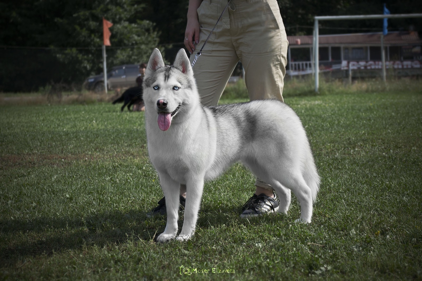 Husky destruction - My, Husky, Dog, Destruction, Humor, Longpost