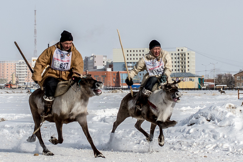 Reindeer teams will rush through the streets of Vorkuta - My, Deer, Competitions, Reindeer, Longpost, Deer