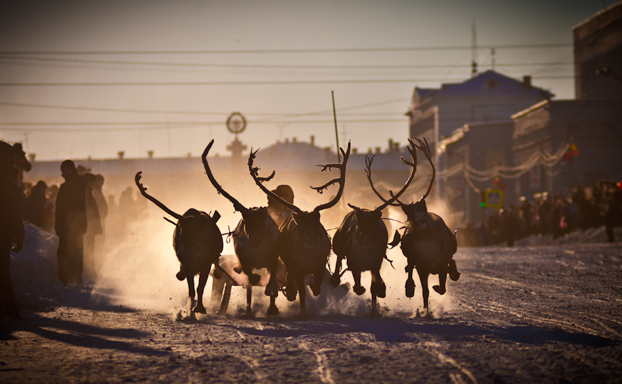 Reindeer teams will rush through the streets of Vorkuta - My, Deer, Competitions, Reindeer, Longpost, Deer