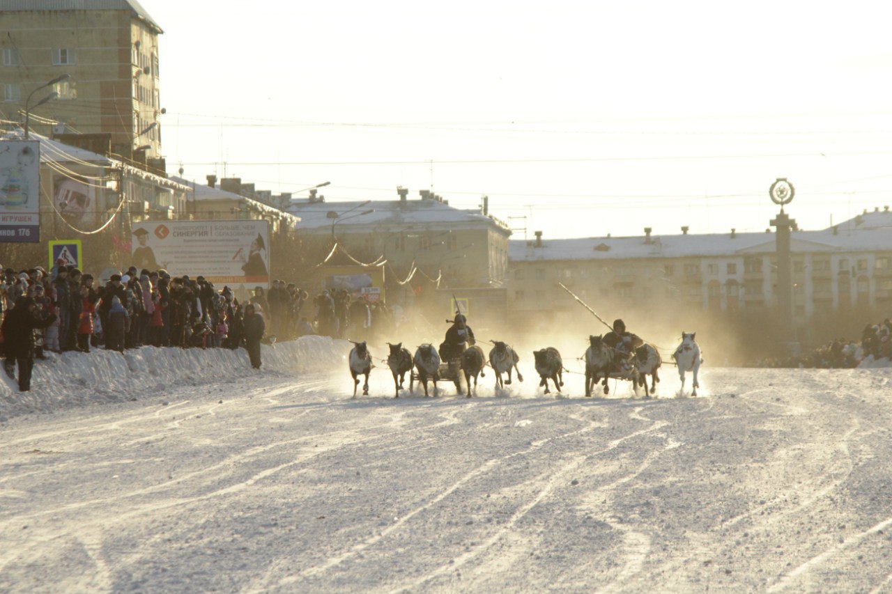 Reindeer teams will rush through the streets of Vorkuta - My, Deer, Competitions, Reindeer, Longpost, Deer