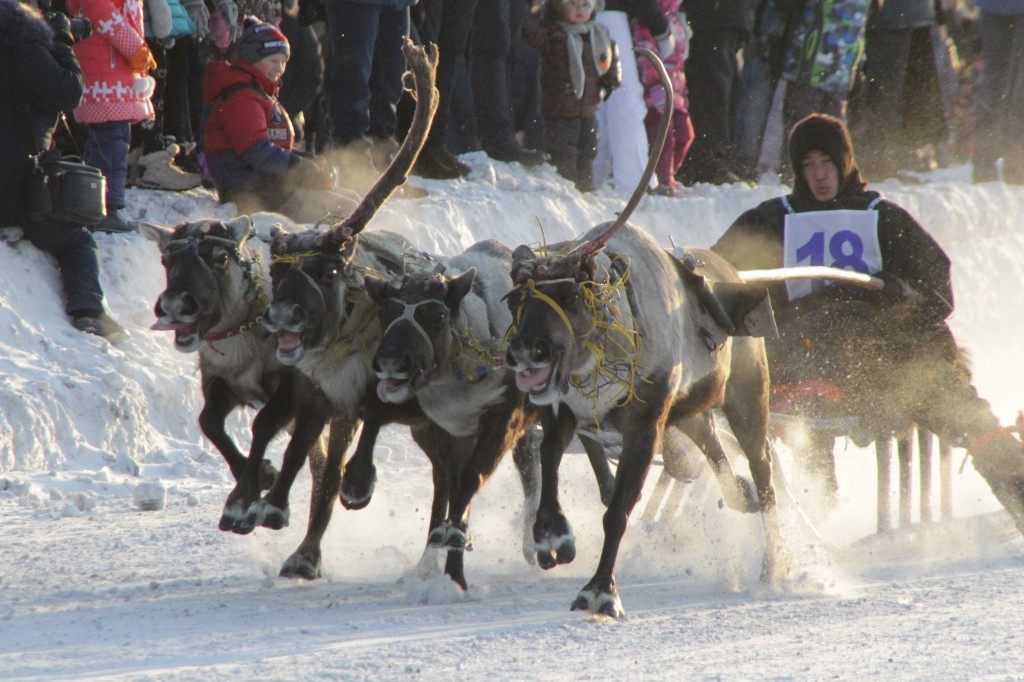 Reindeer teams will rush through the streets of Vorkuta - My, Deer, Competitions, Reindeer, Longpost, Deer