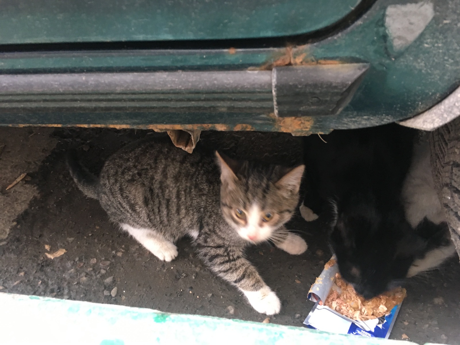 Kittens on the street - My, Kazan, cat, Homeless animals, Help, Longpost, Helping animals