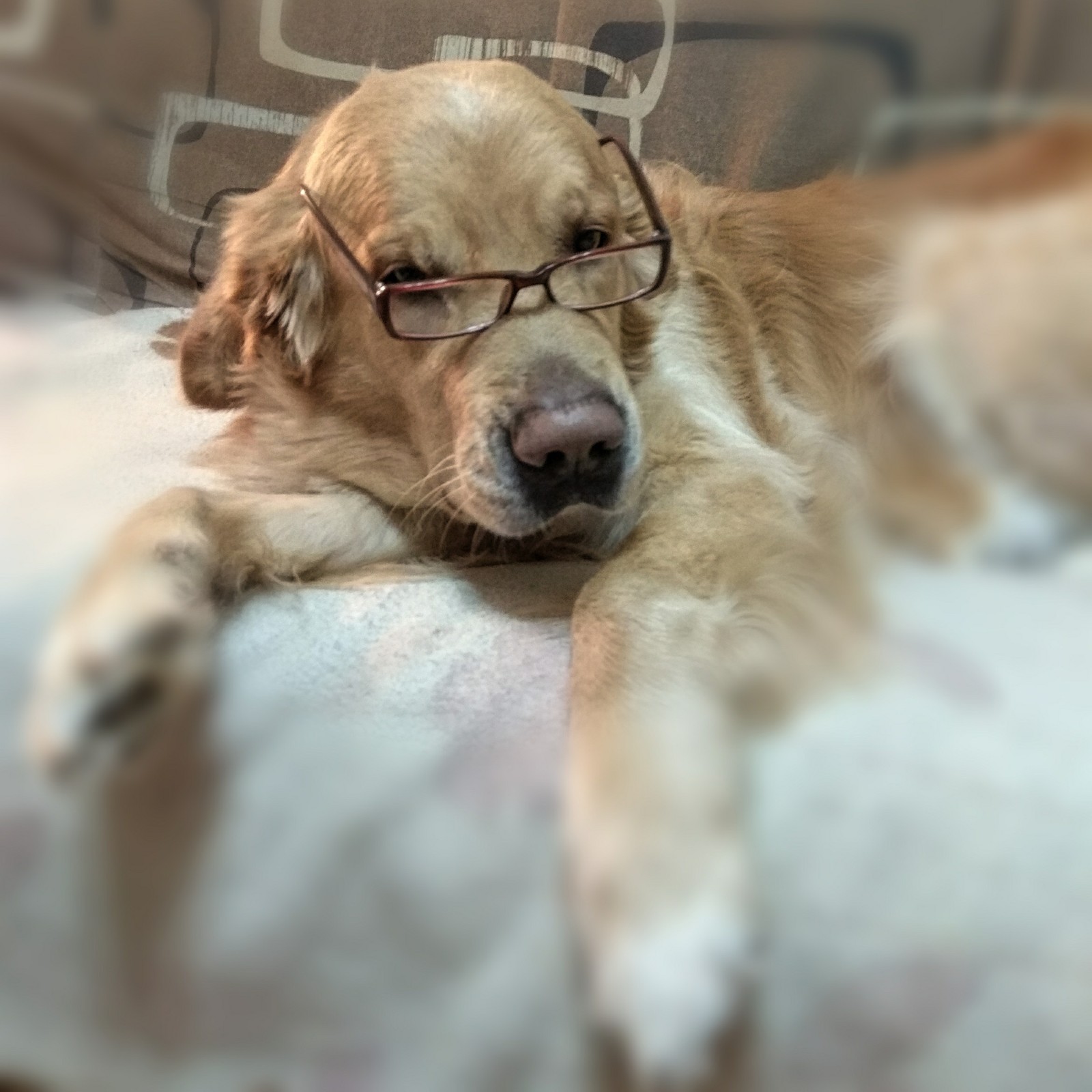 Golden Retrievers are the most intelligent dogs. - My, Dog, Glasses, Clever, Pet, Pets