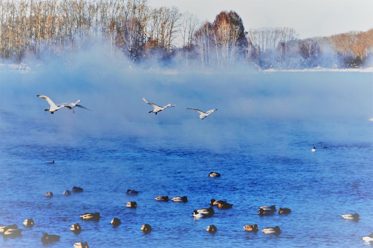 Swans on an ice-free lake - Swans, Swan Lake, Altai region, Nature, Russia, Winter, Wintering, Lake, Longpost