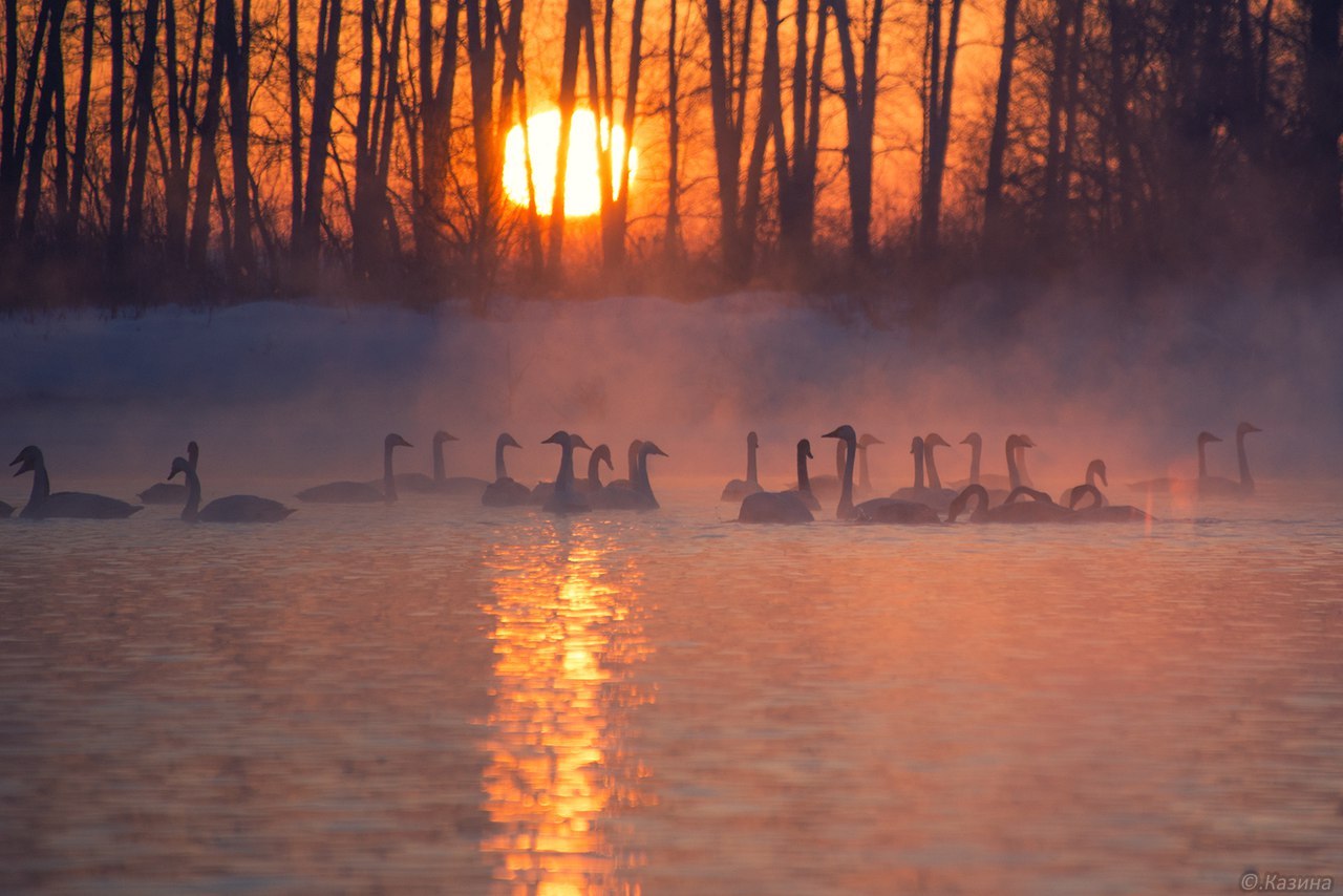 Swans on an ice-free lake - Swans, Swan Lake, Altai region, Nature, Russia, Winter, Wintering, Lake, Longpost