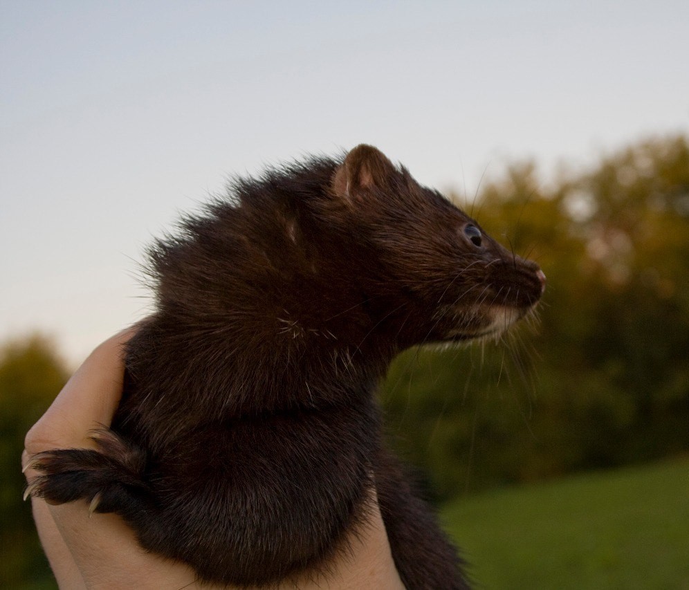 Dumplings - My, Mink in the house, Mink, American mink, Longpost