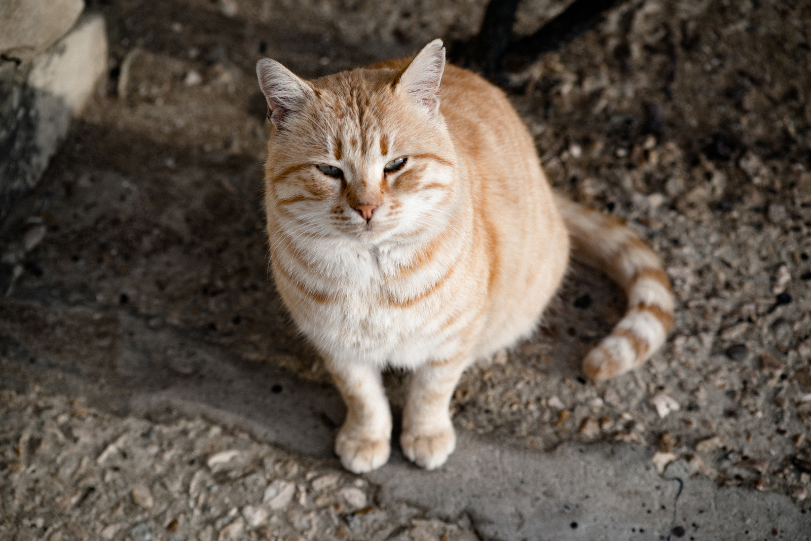 Ginger cat - My, cat, Crimea, 