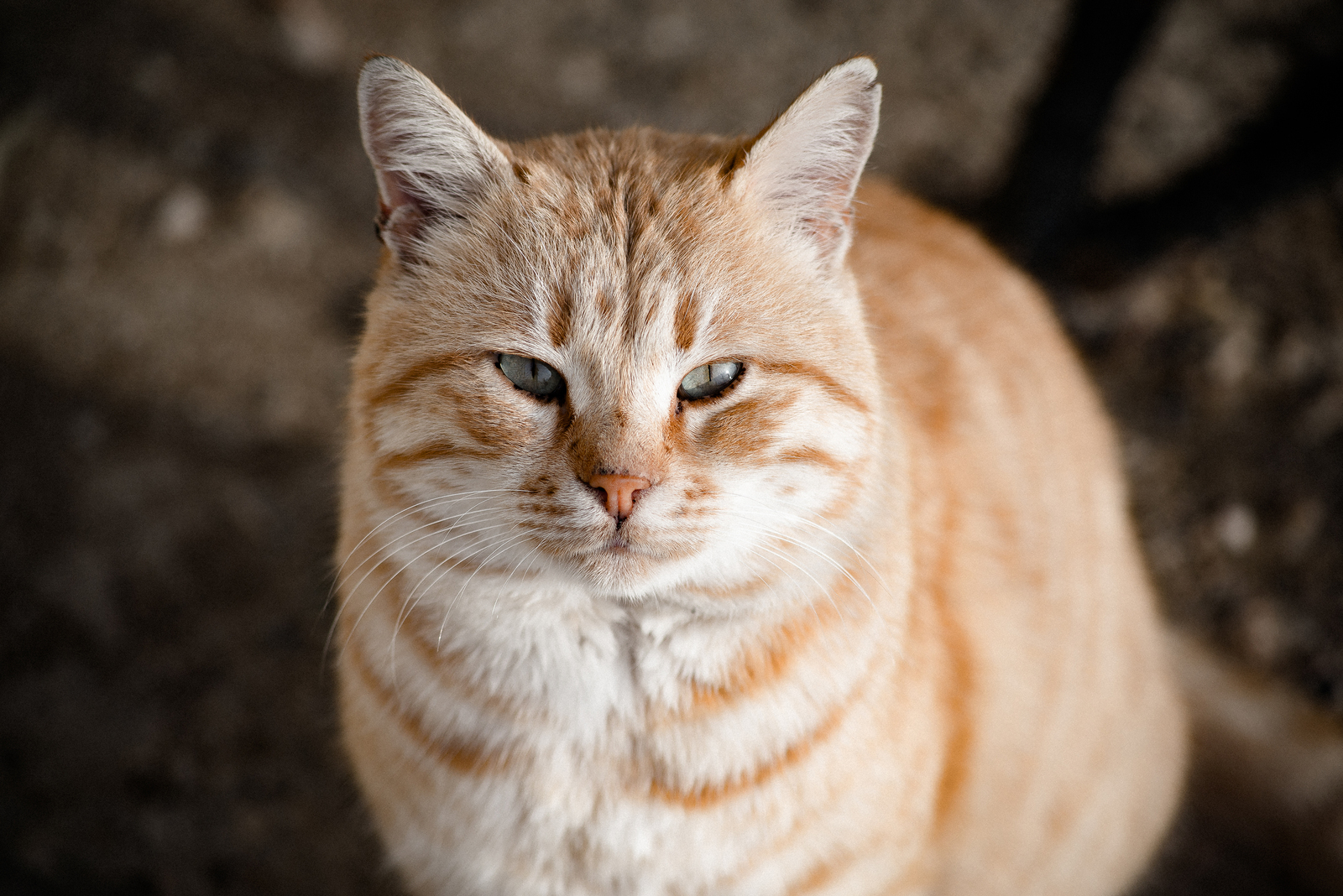 Ginger cat - My, cat, Crimea, 