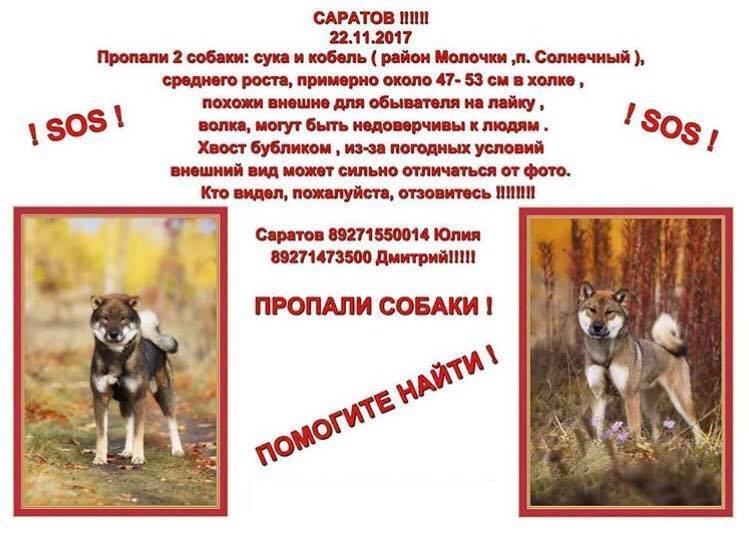 SOS Lost Dogs!!! Saratov! - Dog, The dog is missing, Saratov, Help, Urgently, Longpost, Helping animals