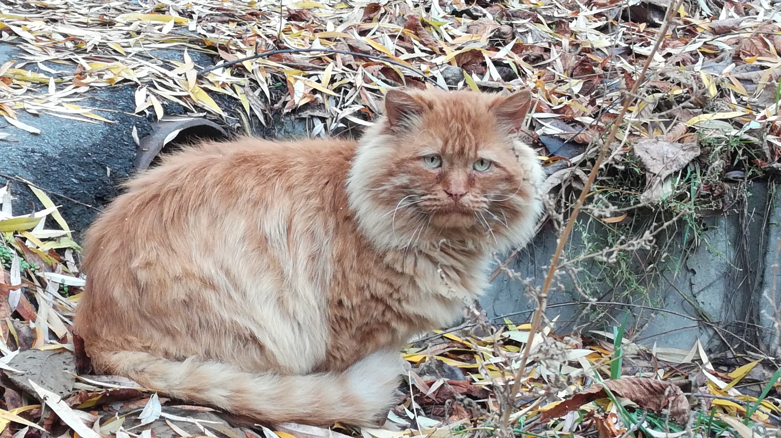 I met such a sad cat. Almost a lion - My, Autumn, a lion, cat, Sadness