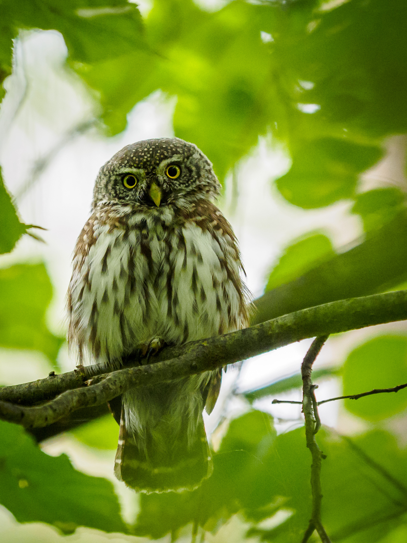 Sparrow owl - My, Photo hunting, Owl, Sparrow owl, , Owl, Longpost