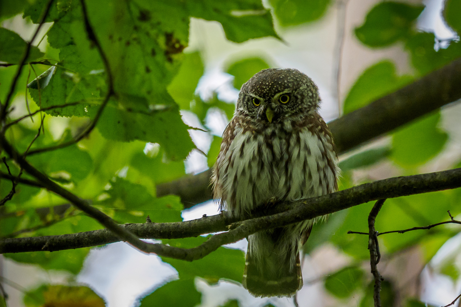 Sparrow owl - My, Photo hunting, Owl, Sparrow owl, , Owl, Longpost