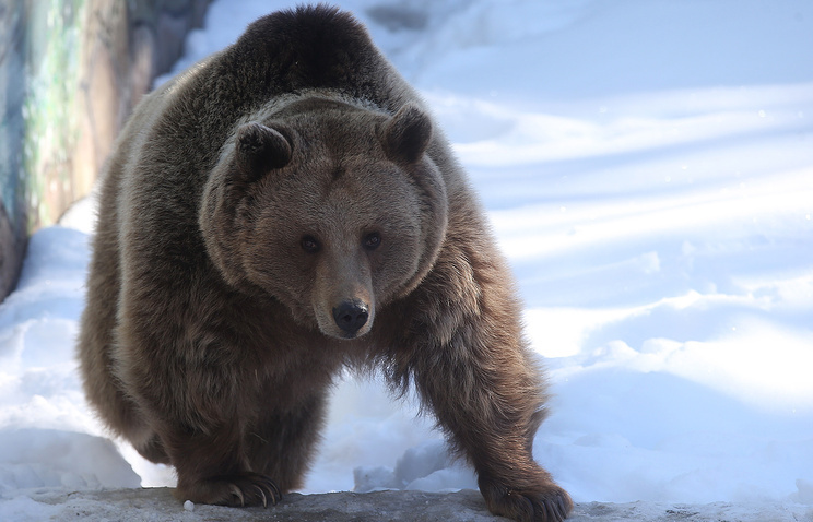 In the Irkutsk region, a bear stole two guns from a hunter - My, Hunting, The Bears, Gun