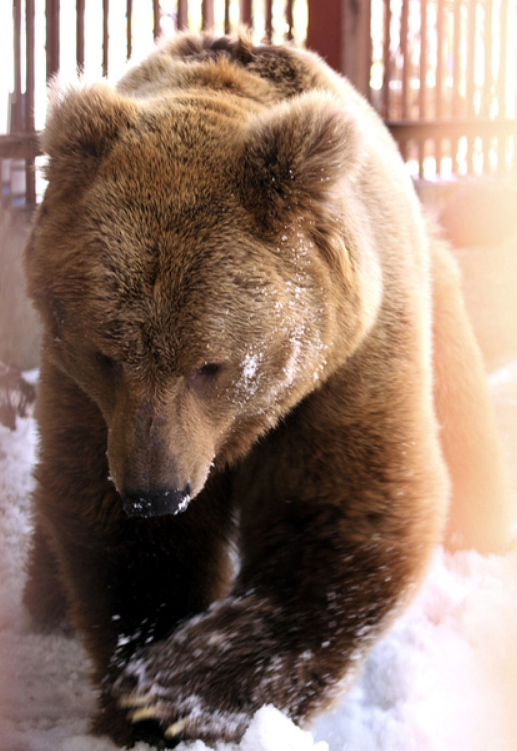 In Yekaterinburg, the police did not allow representatives of one of the candidates to occupy the premises of their election headquarters. - My, Zoo, Animals, Humor, Laugh, Joke, Artifice, , Longpost