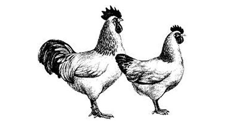 Stalin's fighting chickens - myth or reality? - Hen, Military technologies, Long-post, Interesting, the USSR, Red Army, Longpost